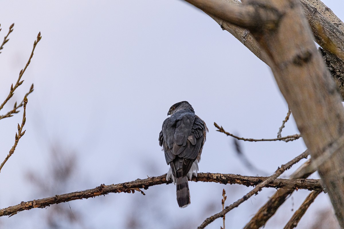 Cooper's Hawk - ML317364671