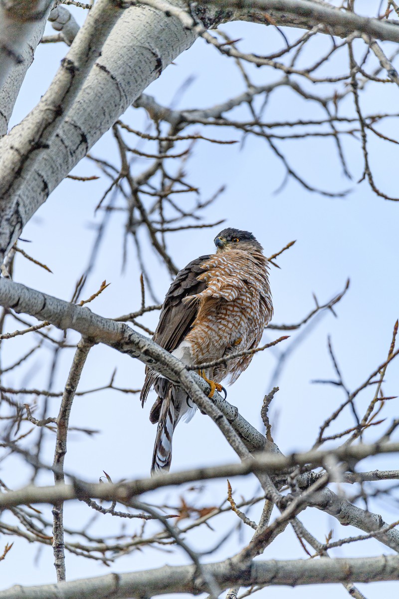 Cooper's Hawk - ML317364681