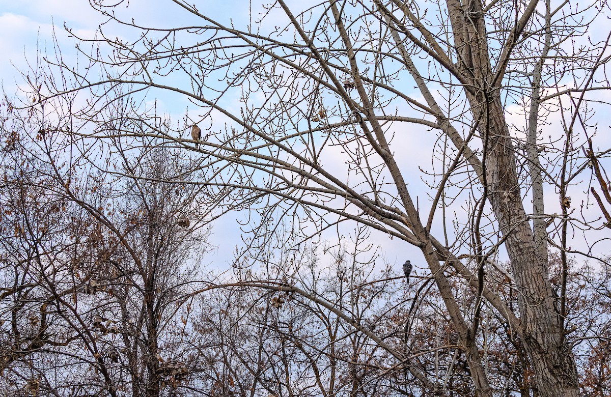 Cooper's Hawk - ML317364691