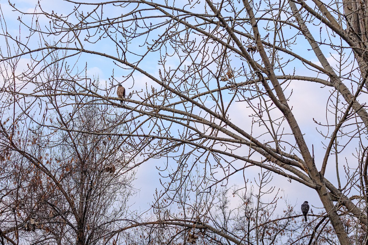 Cooper's Hawk - ML317364721