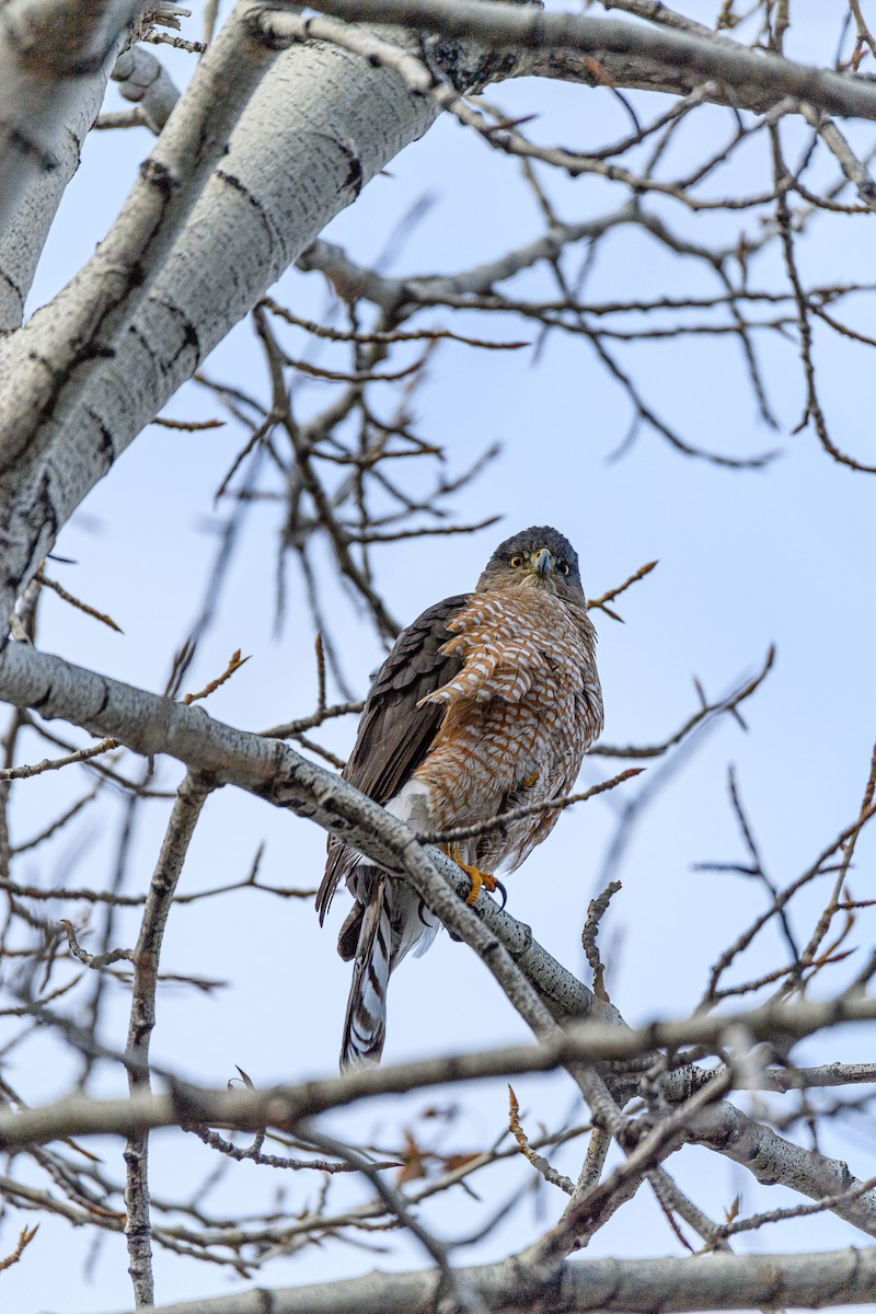 Cooper's Hawk - ML317365051