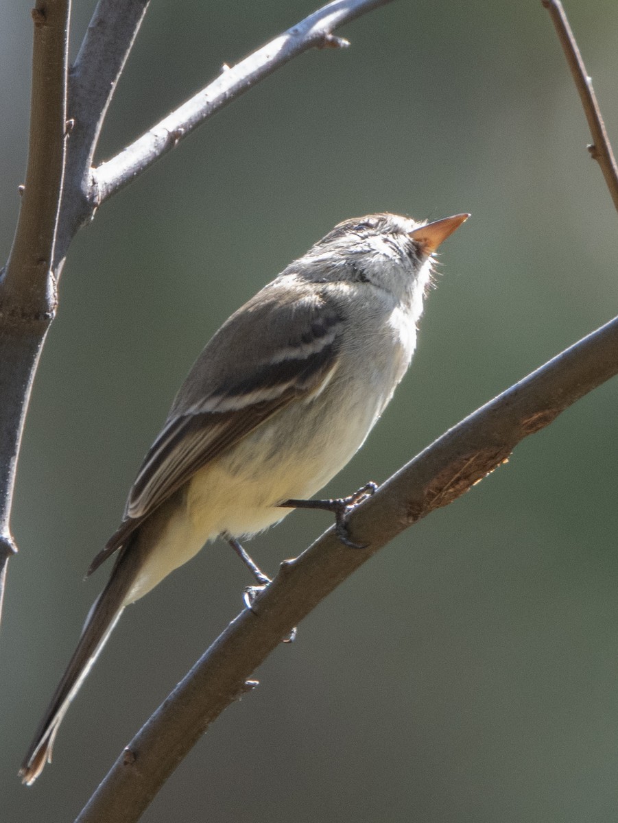 Dusky Flycatcher - ML317366921