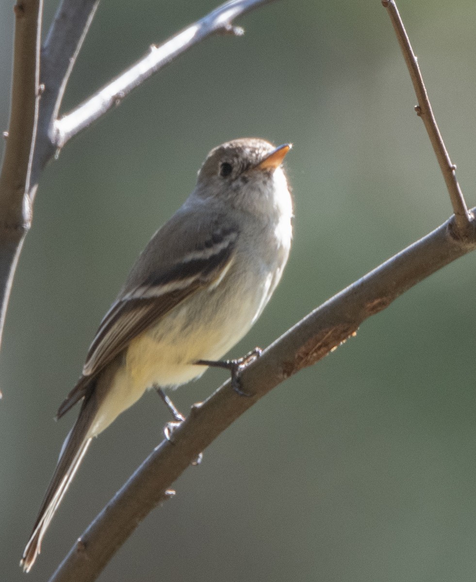 Dusky Flycatcher - ML317366971