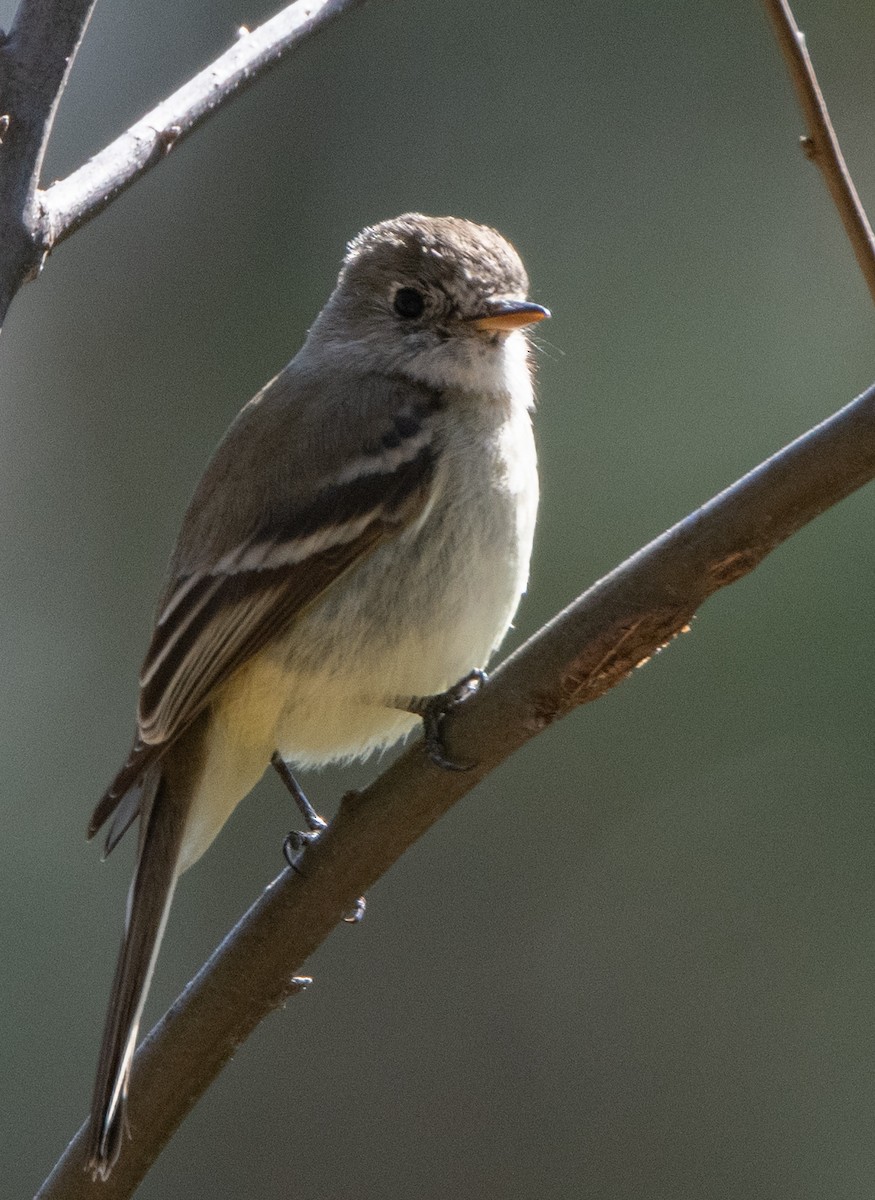 Dusky Flycatcher - ML317367031