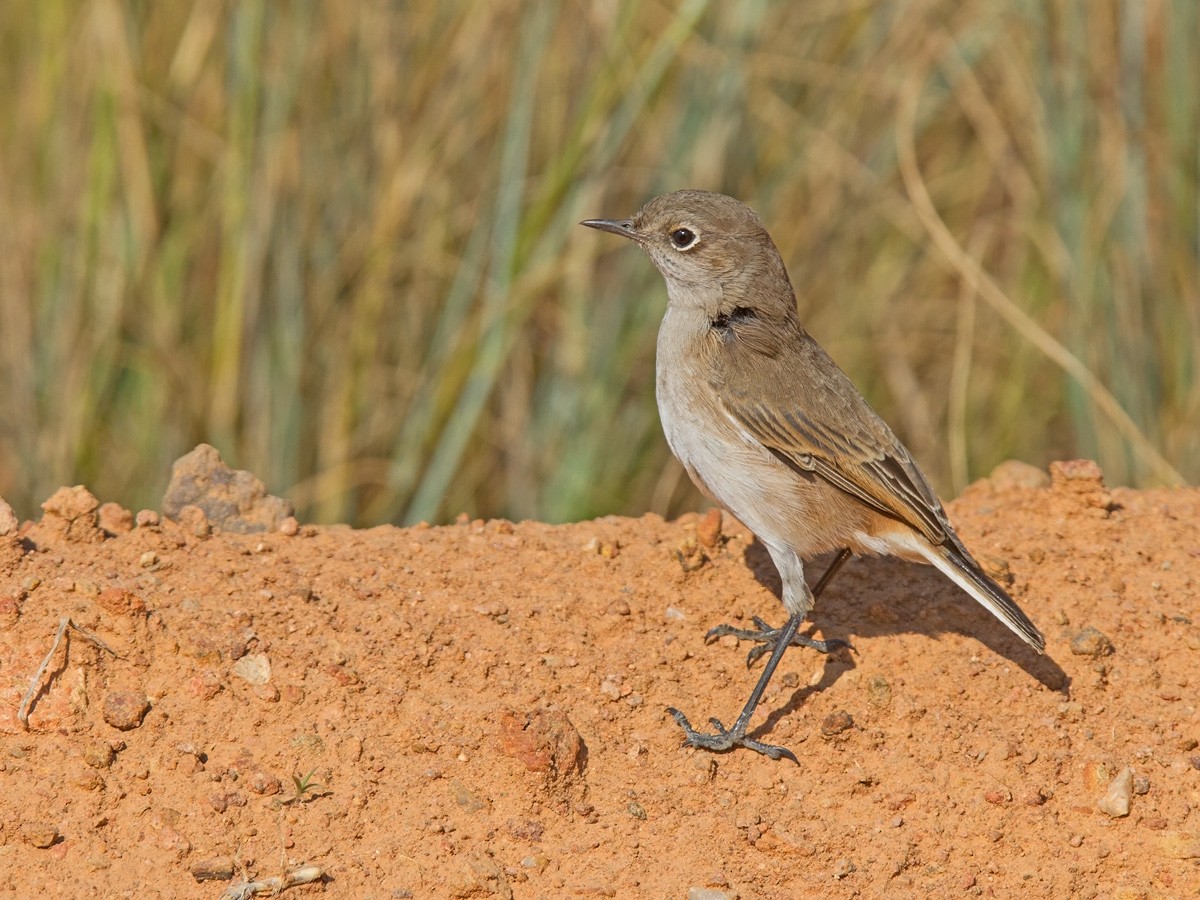 Sickle-winged Chat - Niall D Perrins