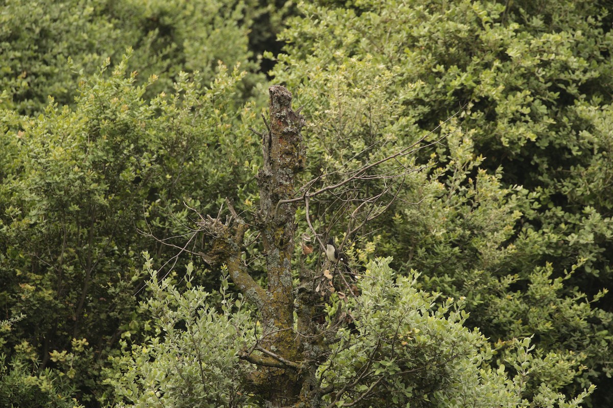 Pied Cuckoo - ML31736821