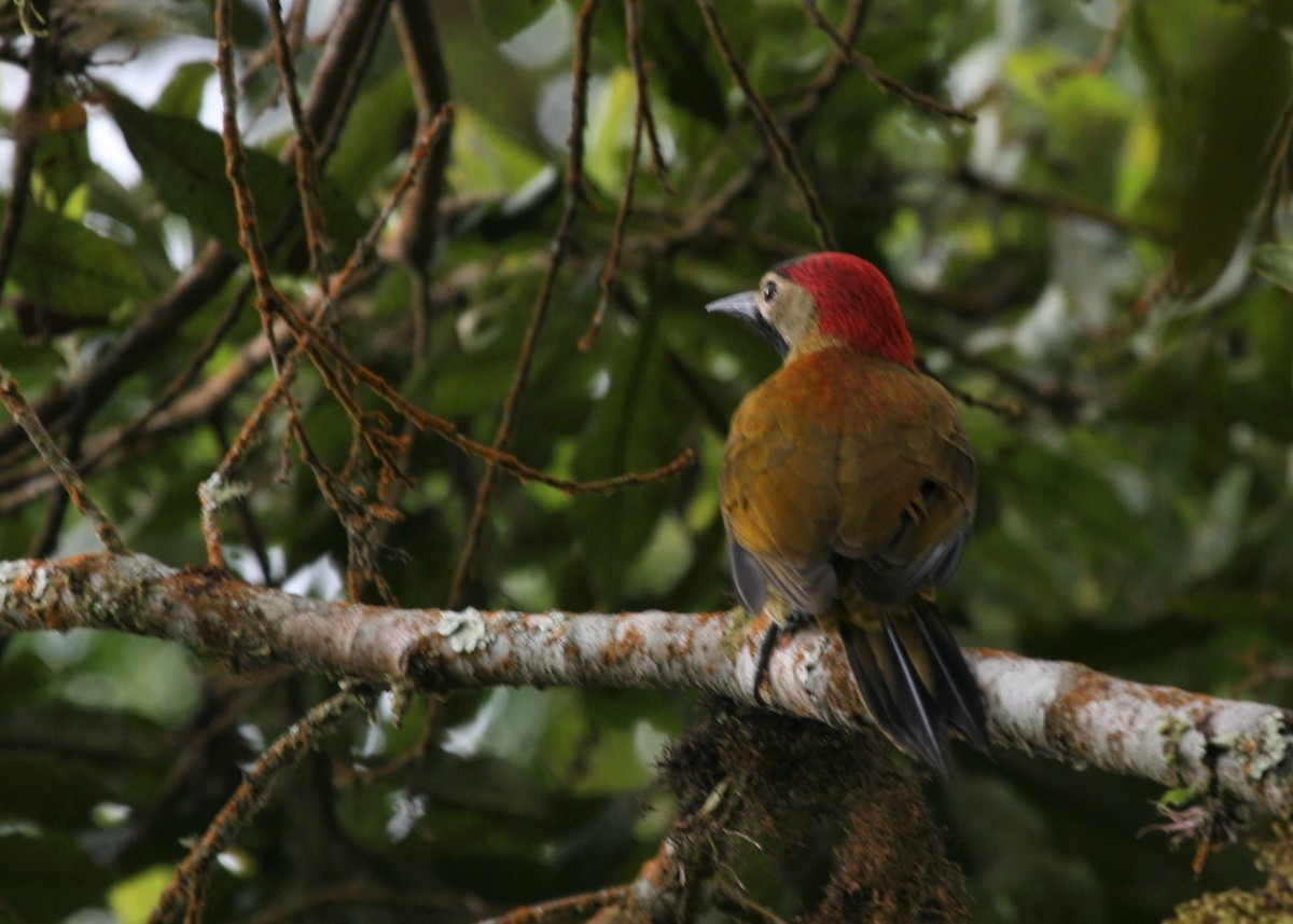 Crimson-mantled Woodpecker - ML317368311