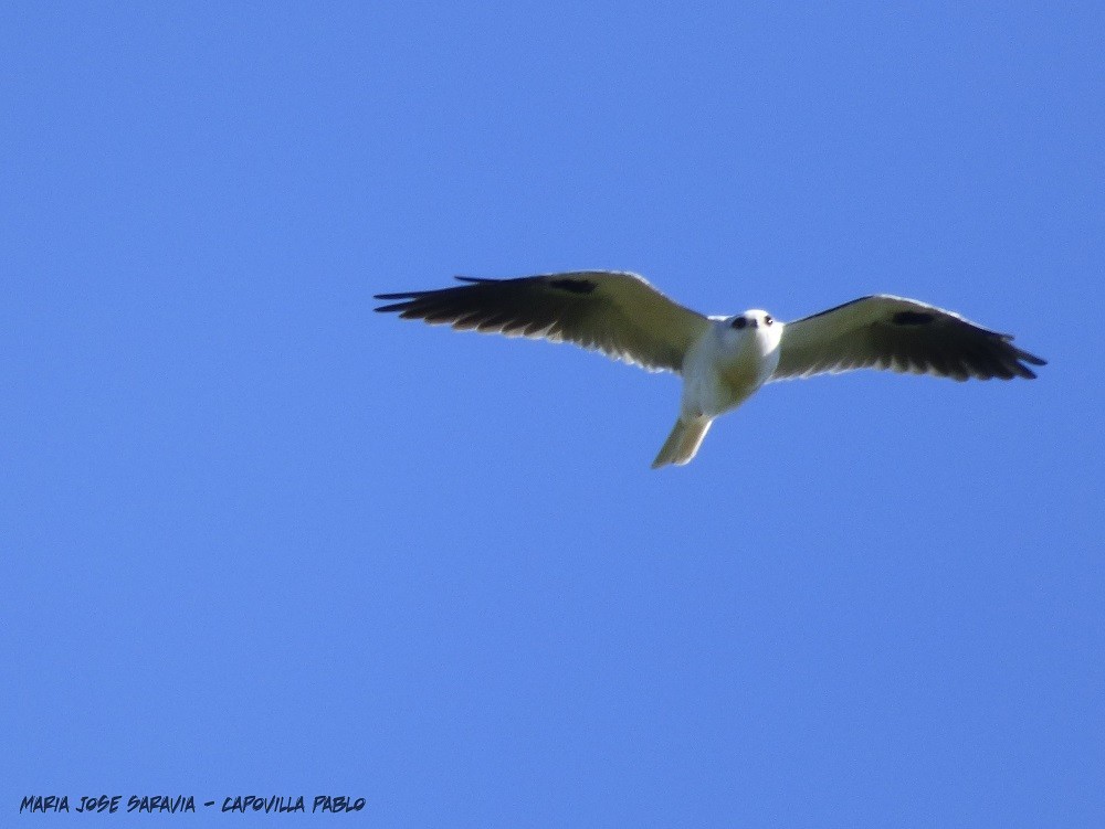 White-tailed Kite - ML317369691