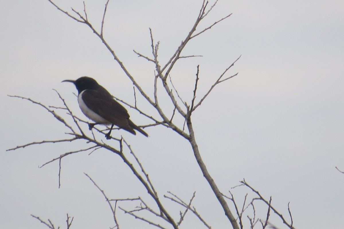 Black Honeyeater - ML31737121