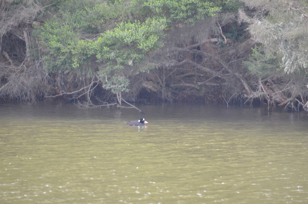 Surf Scoter - ML317371781