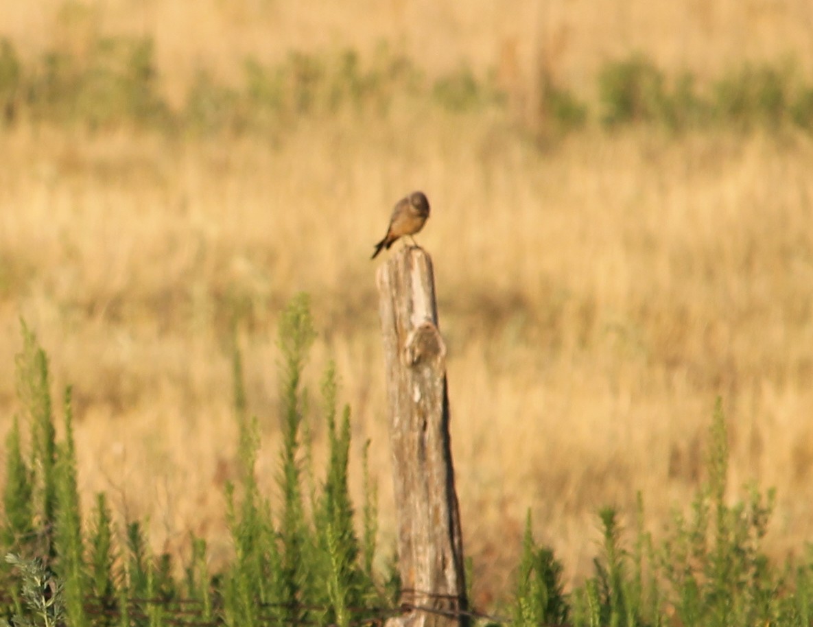 Say's Phoebe - ML31737371