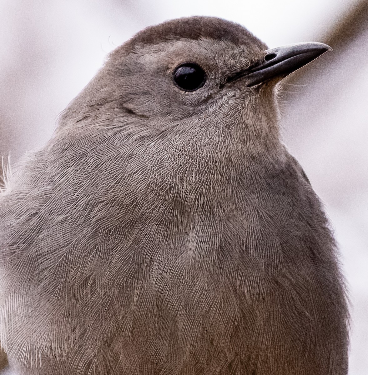 Gray Catbird - Bryan Smith