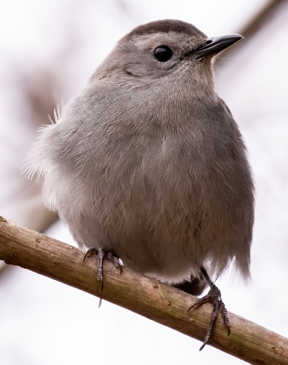 Gray Catbird - ML317373731