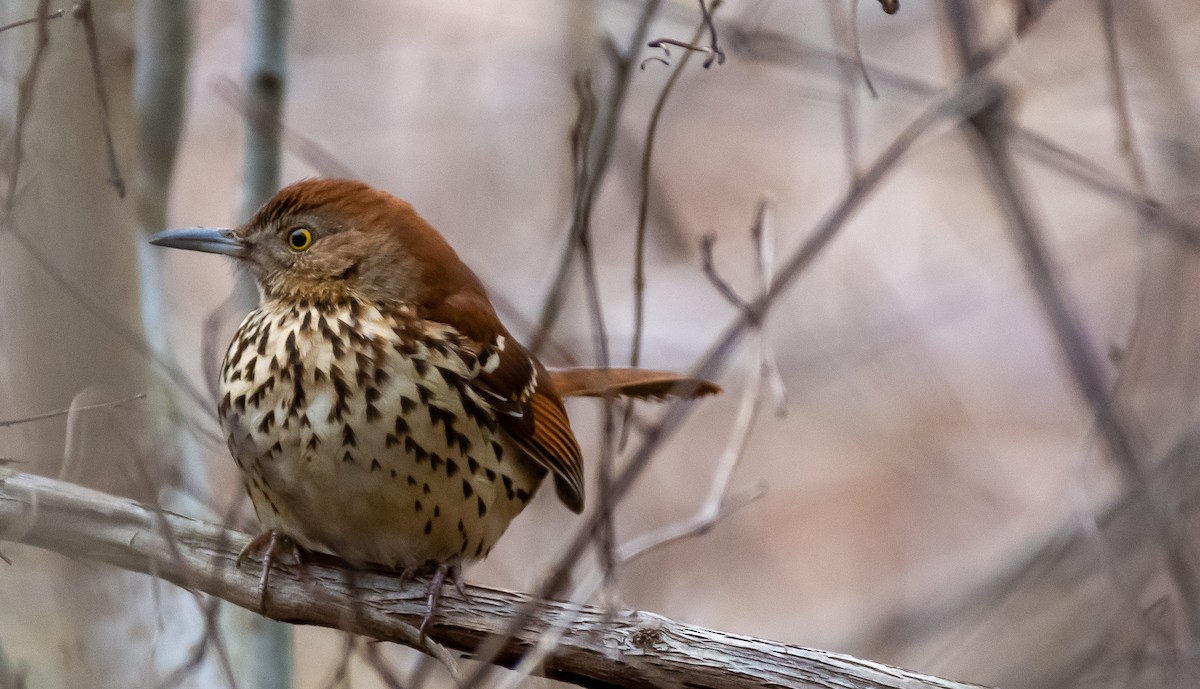 Brown Thrasher - ML317373811