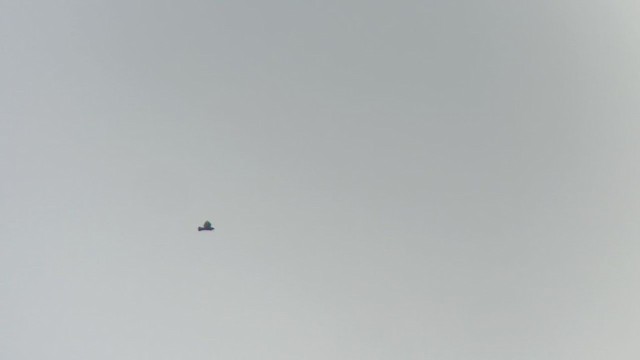 Тарлан сар - ML317374181