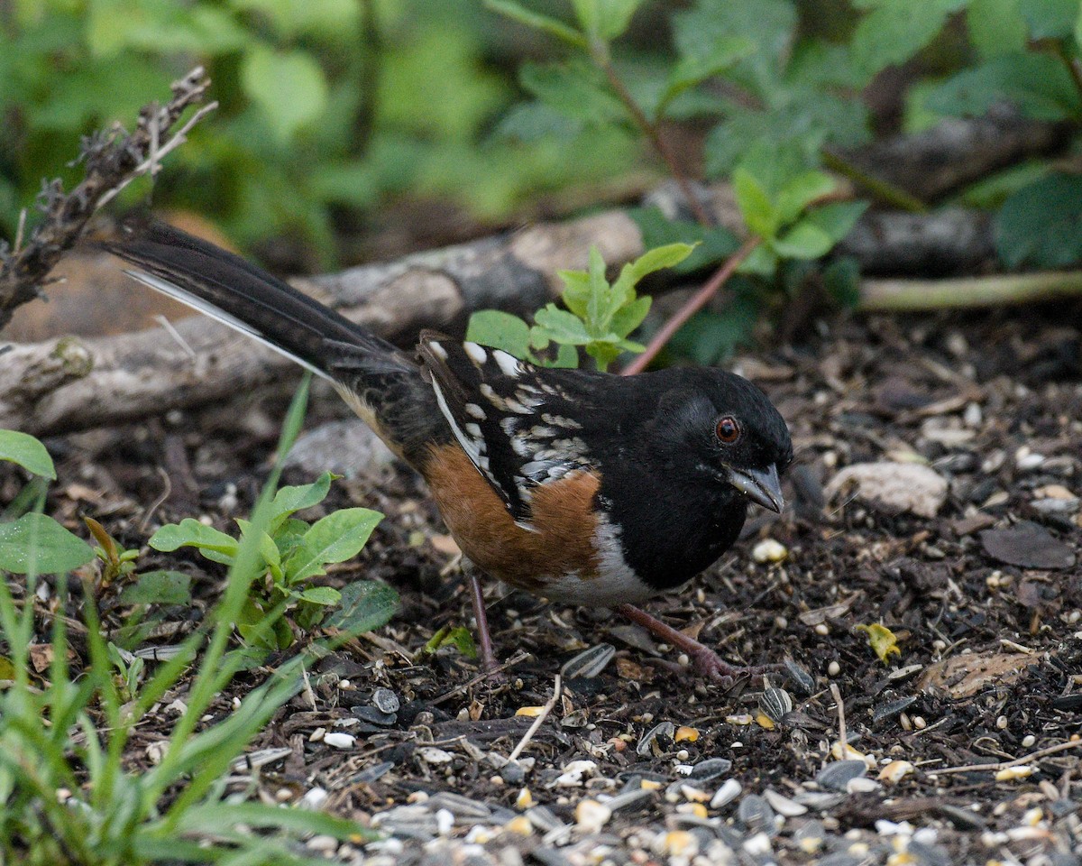 Spotted Towhee - ML317376051