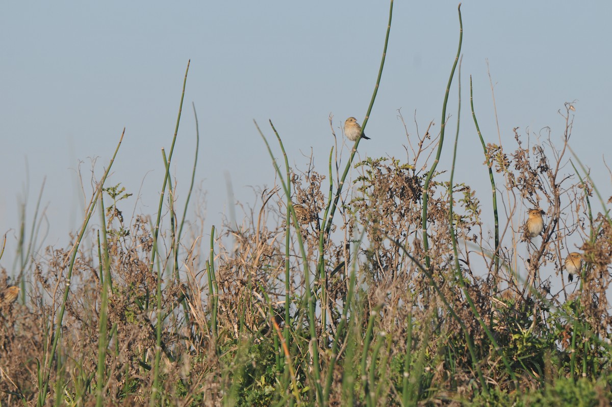 LeConte's Sparrow - ML317377381