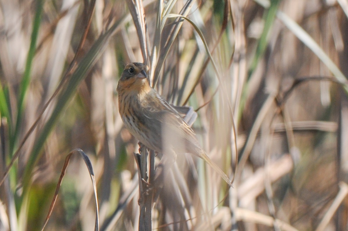 Nelson's Sparrow - ML317377391