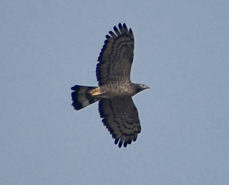 Согсоот гоорбис - ML317377471