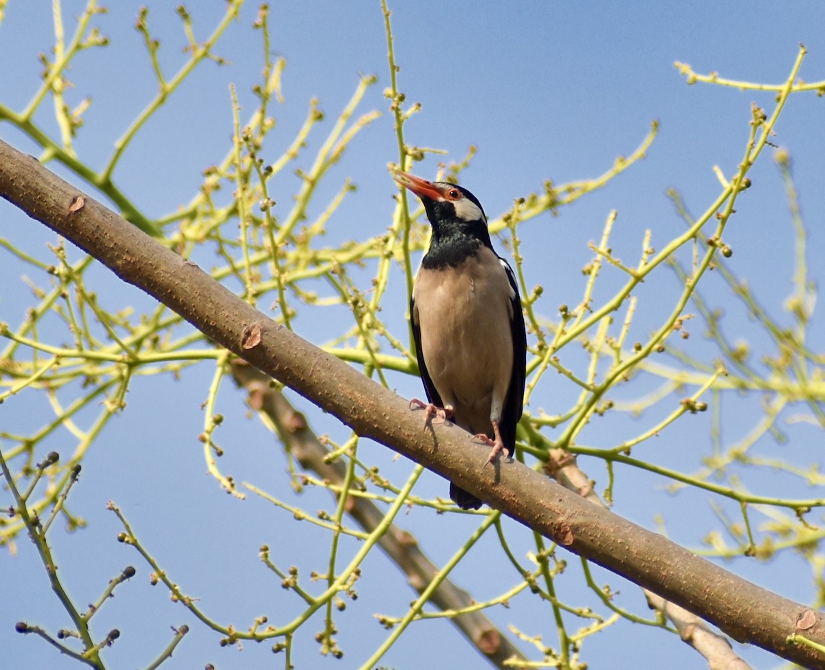 Indian Pied Starling - ML317377511