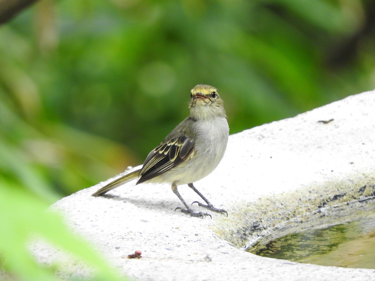 Golden-faced Tyrannulet - ML317378051