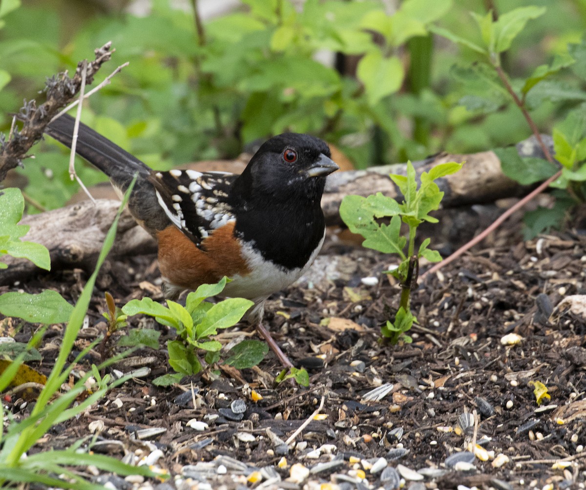 Spotted Towhee - ML317379201