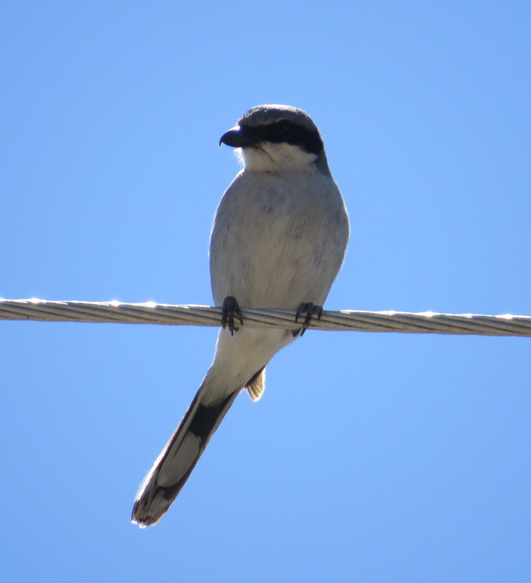 Loggerhead Shrike - ML317379441