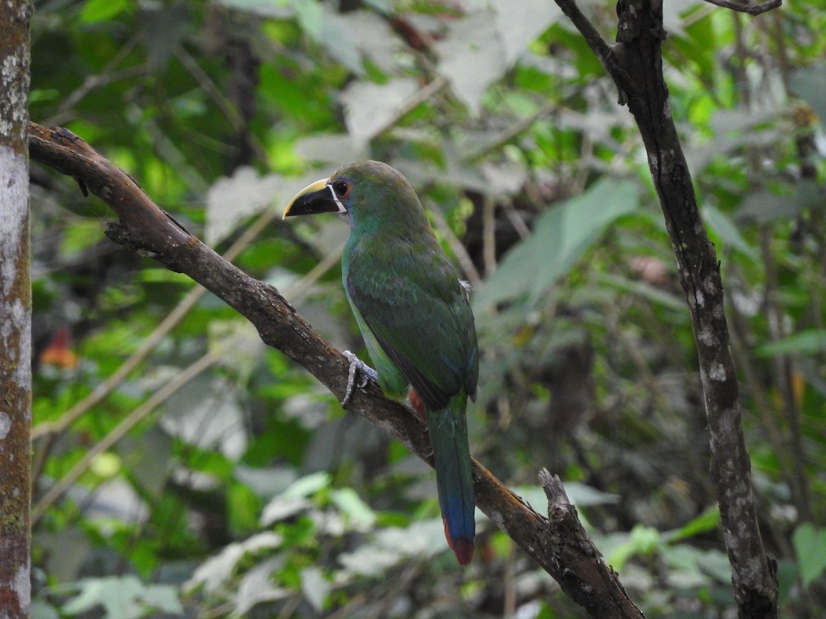 Southern Emerald-Toucanet - Daniela  Souza