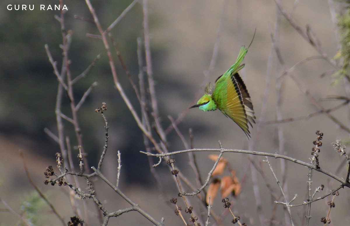 Asian Green Bee-eater - ML317380211