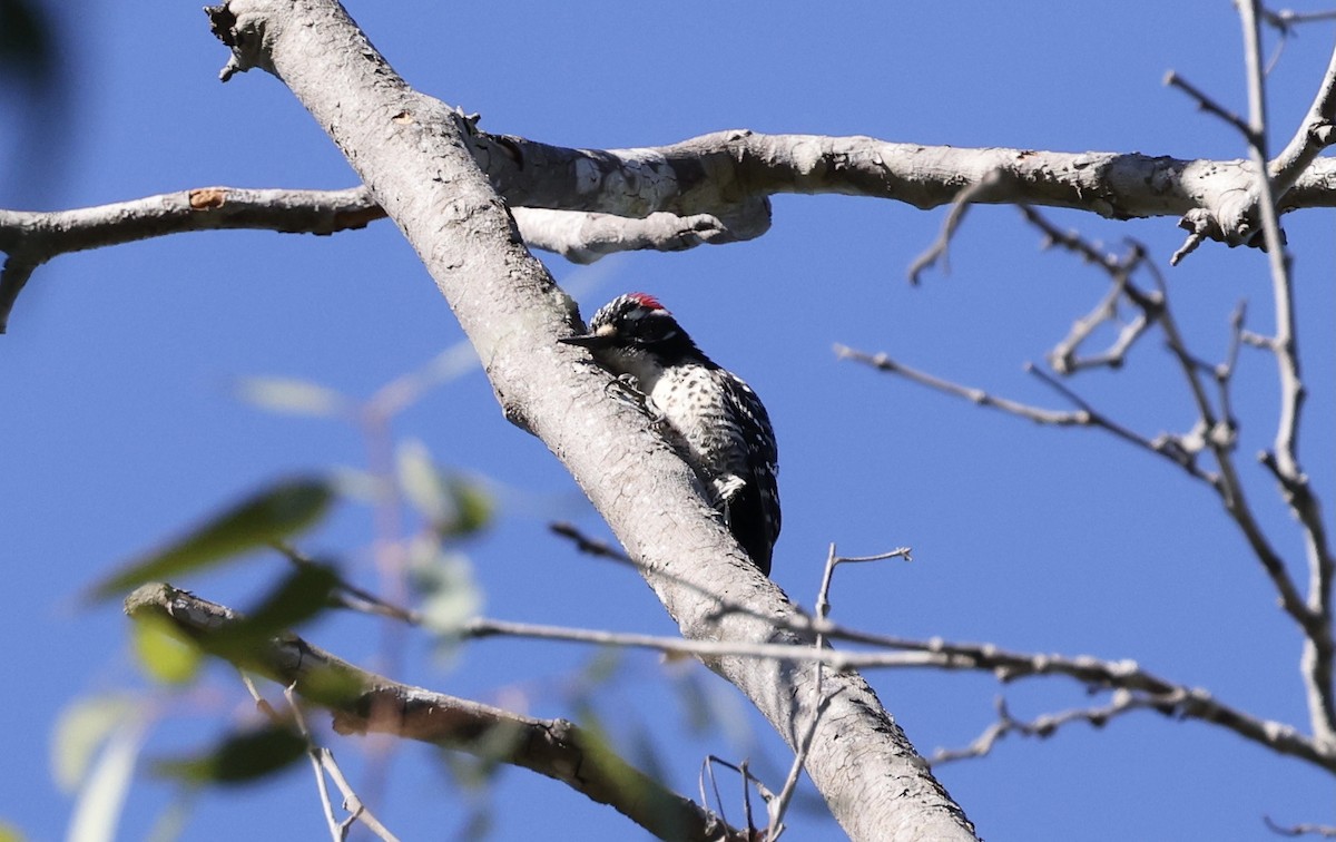 Nuttall's Woodpecker - ML317380341