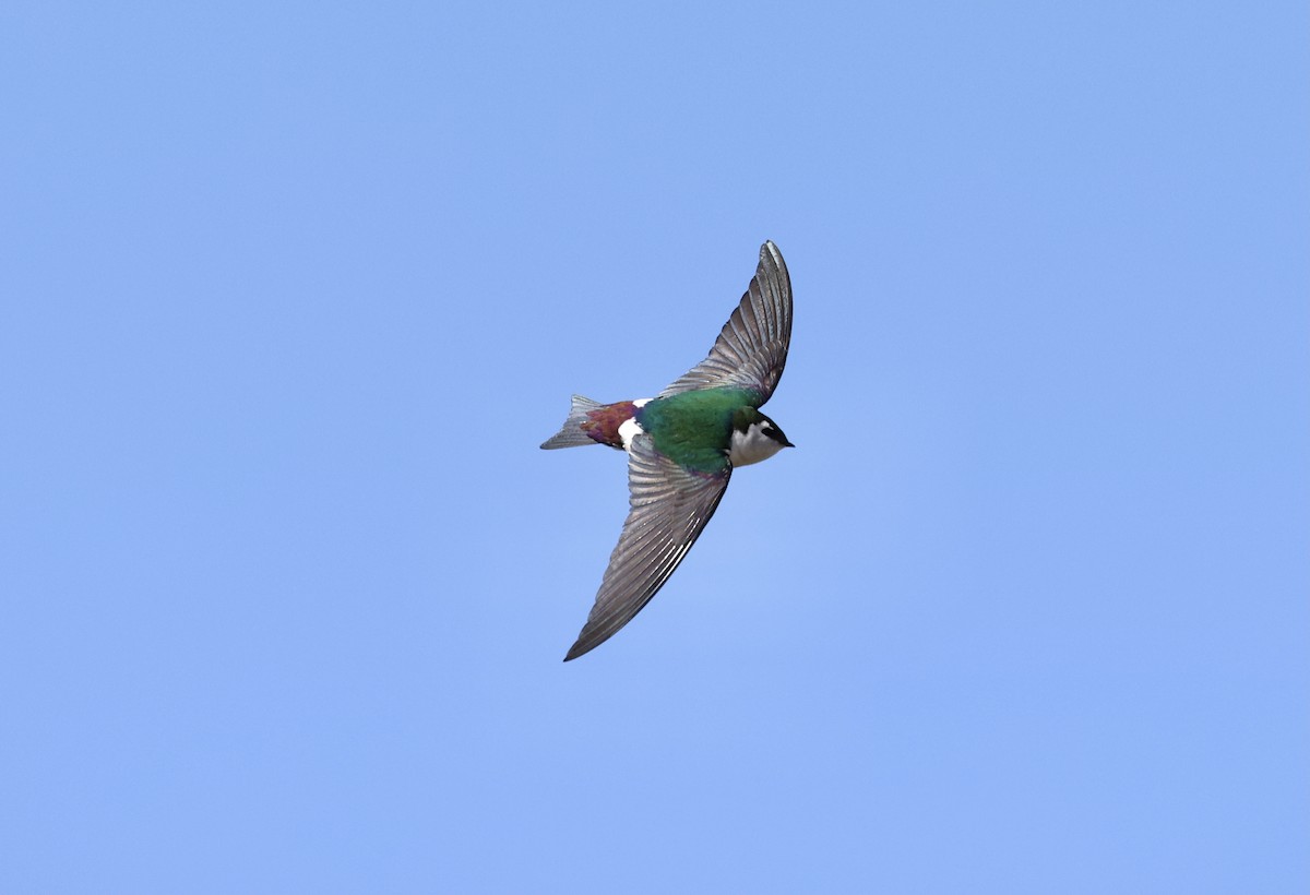 Violet-green Swallow - ML317380981