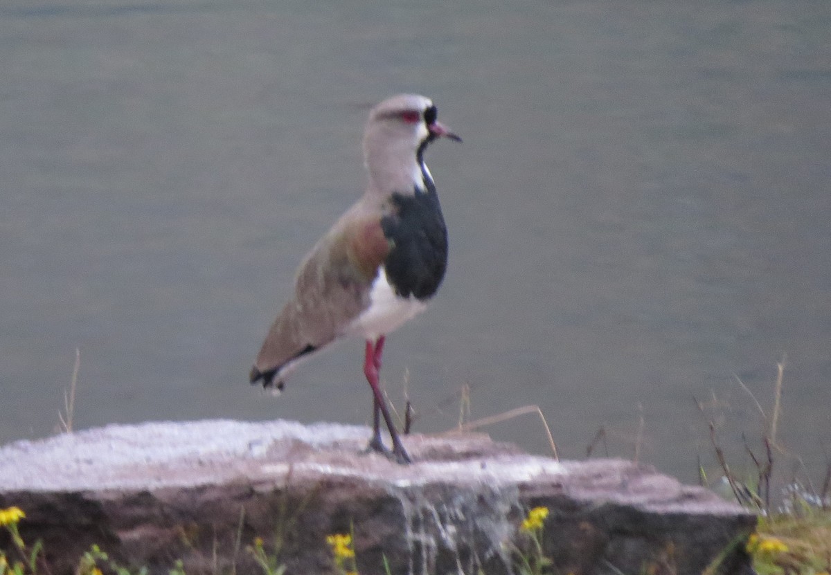 Southern Lapwing - ML31738101