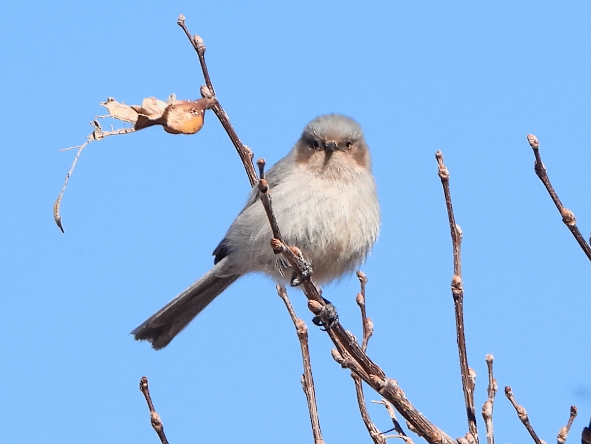 Bushtit (Interior) - ML317382641
