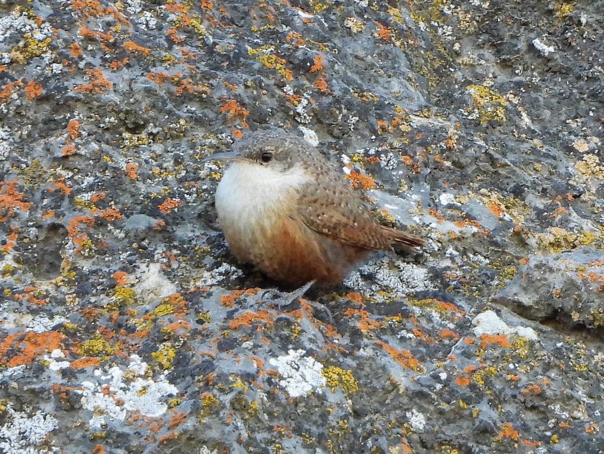 Canyon Wren - ML317382701