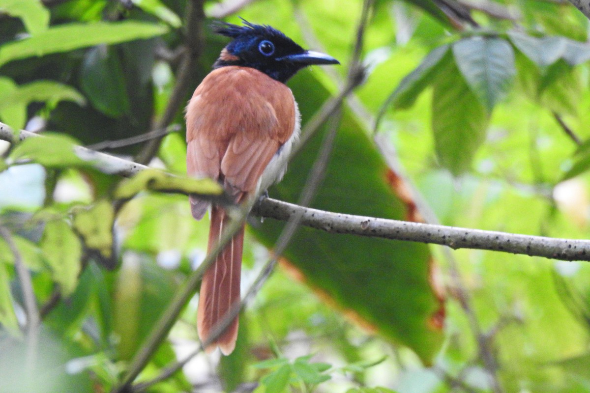 Indian Paradise-Flycatcher - ML317382741