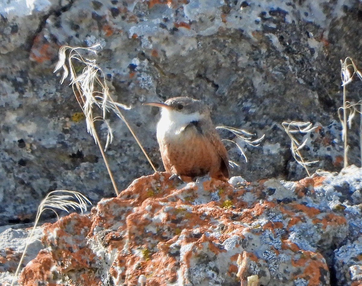 Canyon Wren - ML317382771