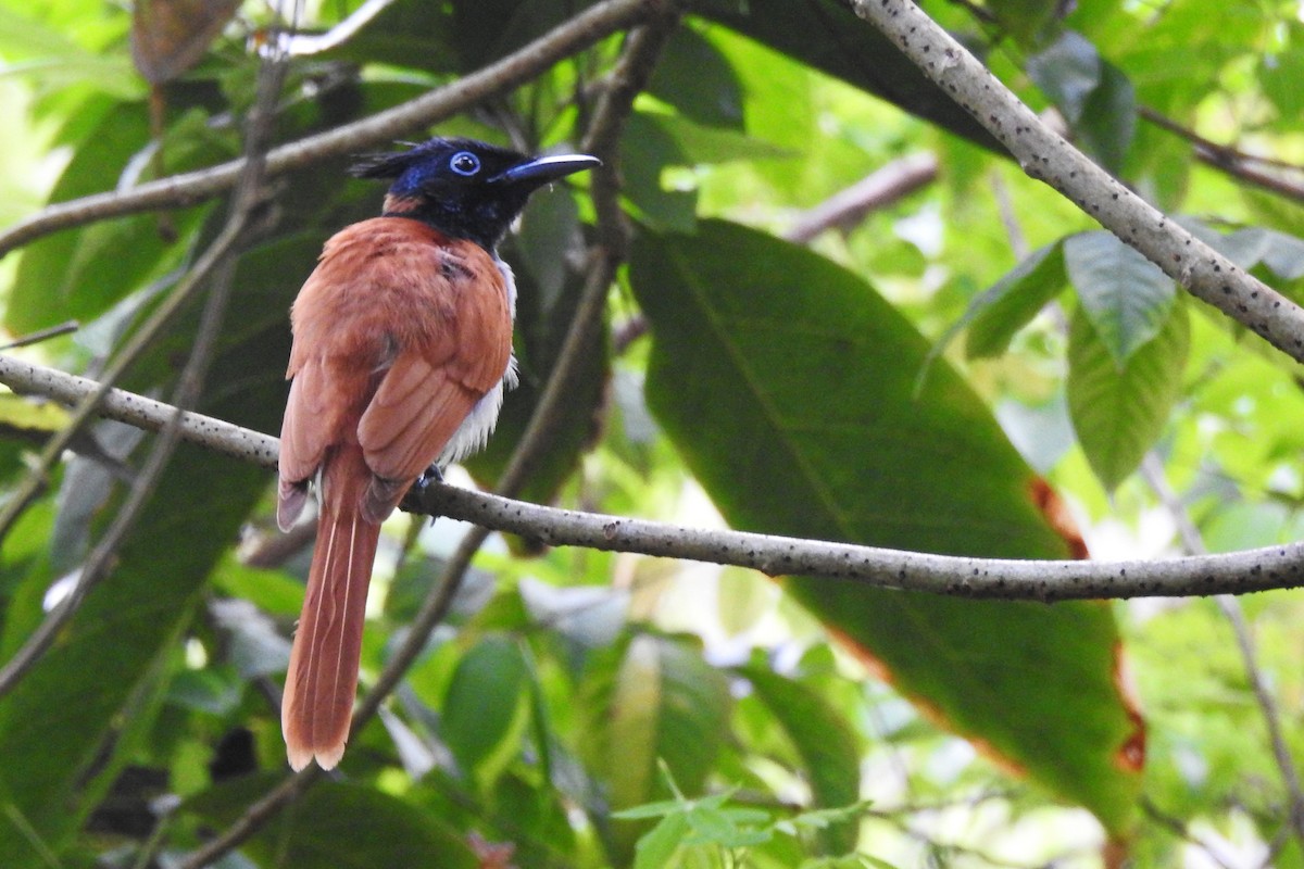 Indian Paradise-Flycatcher - ML317383061
