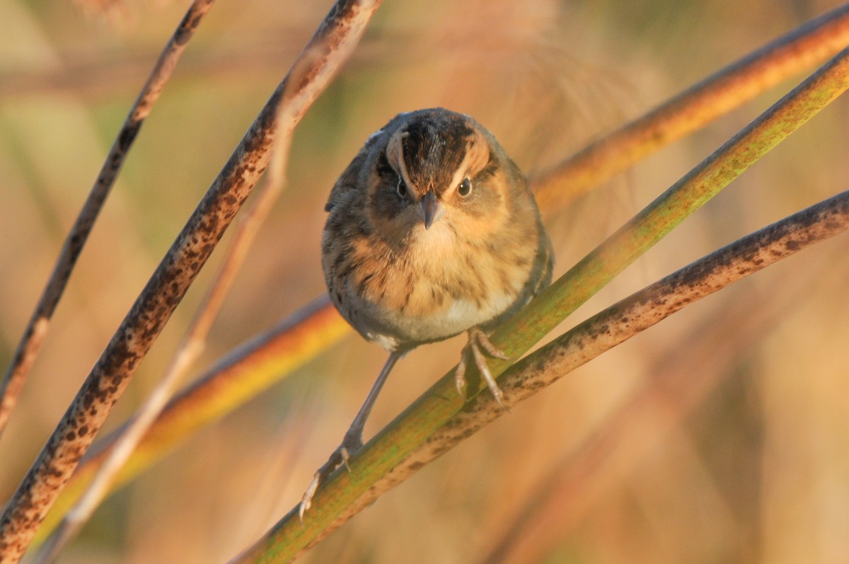 Nelson's Sparrow - ML317383701