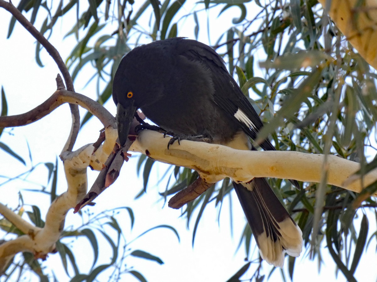 Pied Currawong - ML317384721