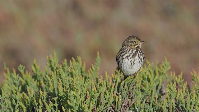 Savannah Sparrow - ML317385111