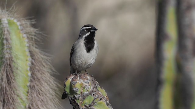 Black-throated Sparrow - ML317386681