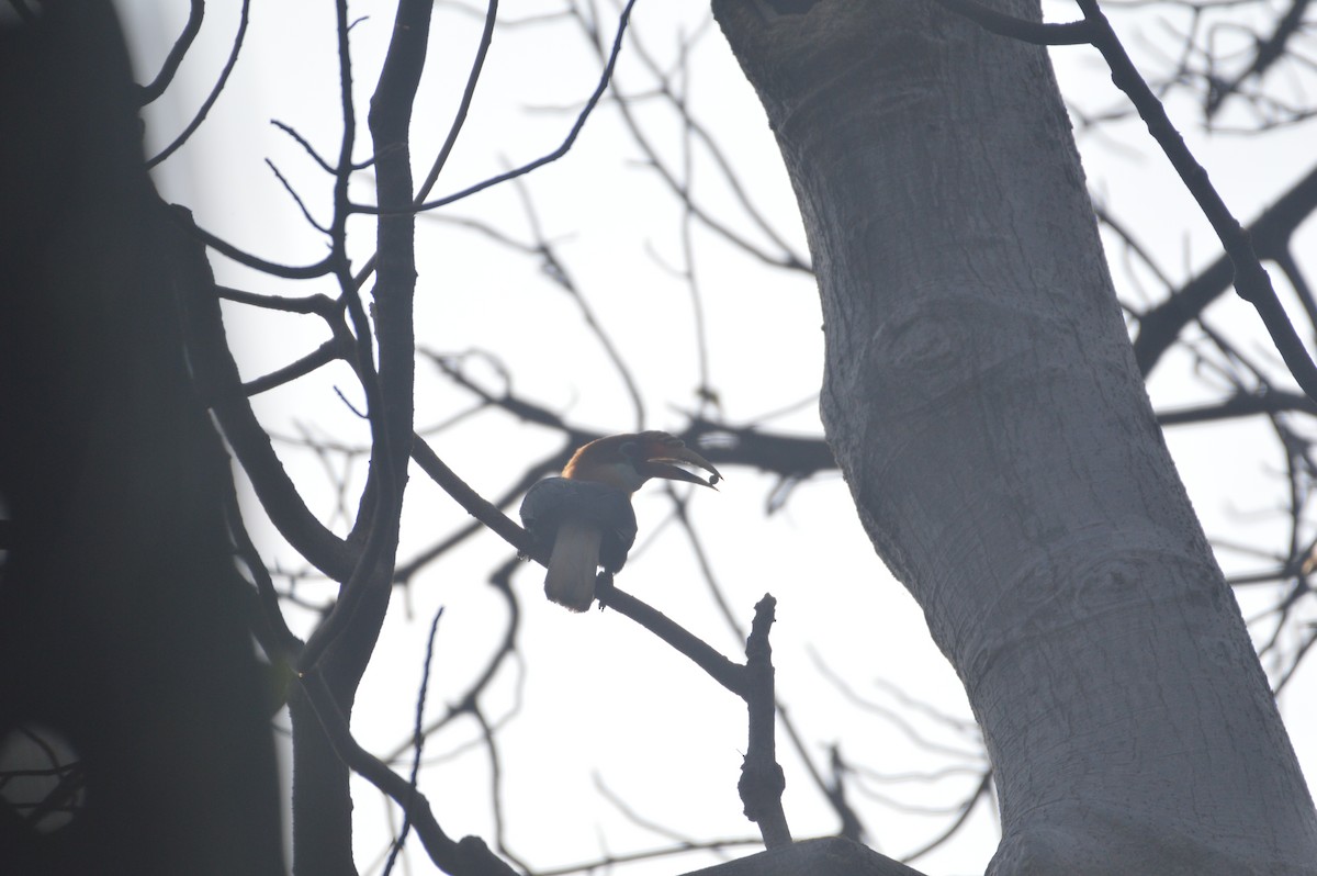 Narcondam Hornbill - ML317387541