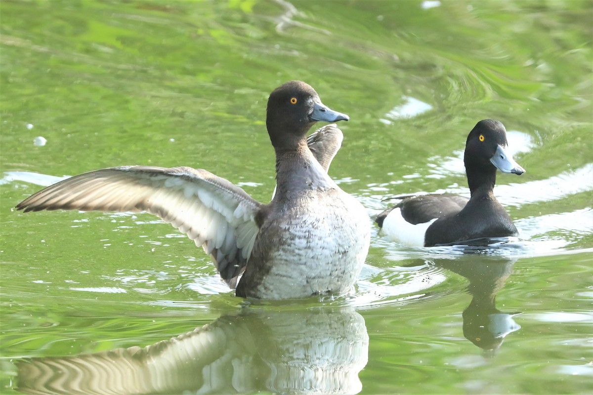 Tufted Duck - ML317389801