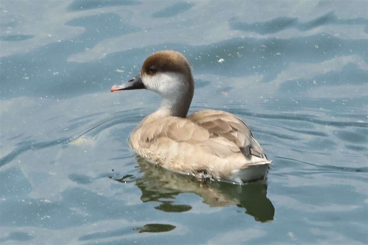 Red-crested Pochard - Leonardo Rassu