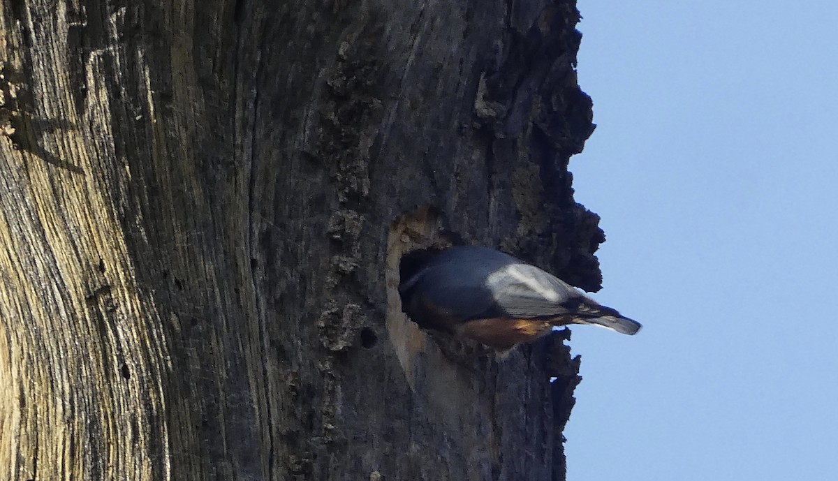 Red-breasted Nuthatch - ML317390391