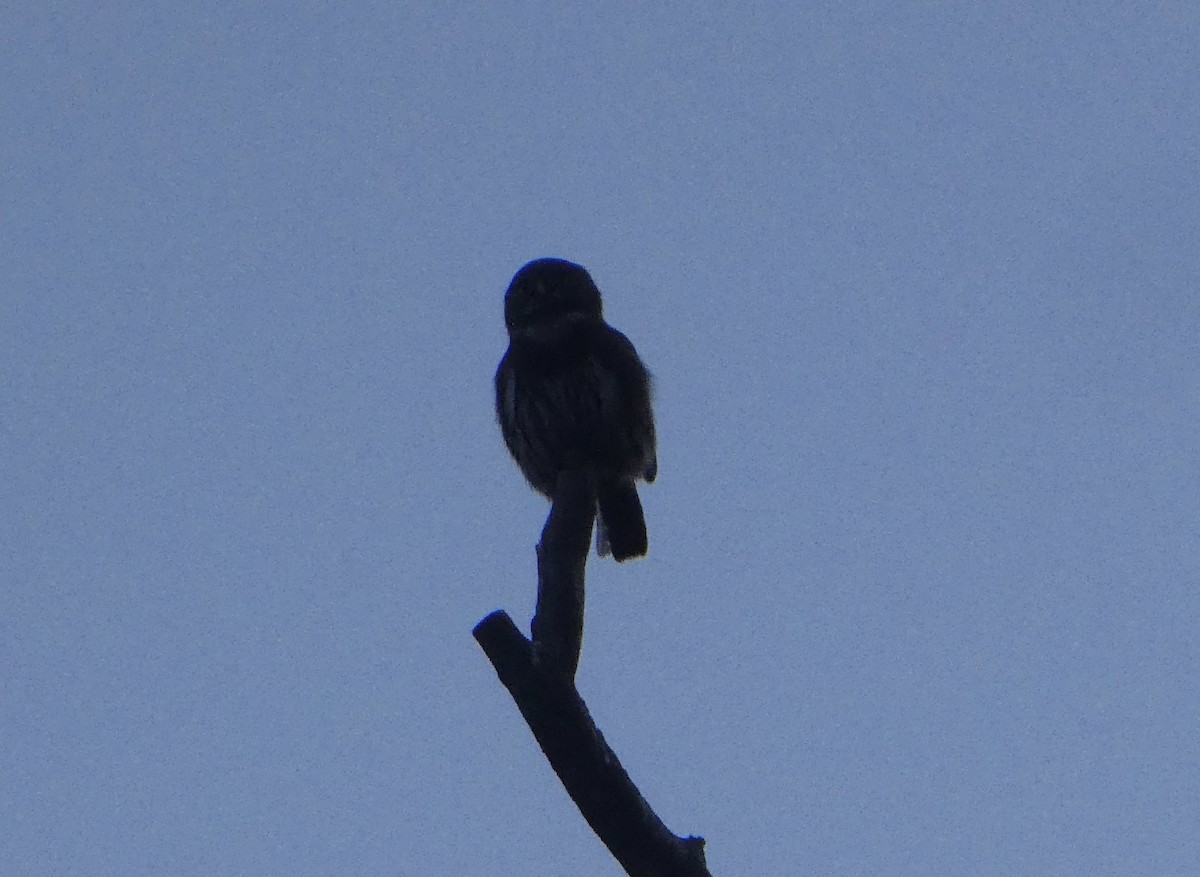 Northern Pygmy-Owl - ML317390461