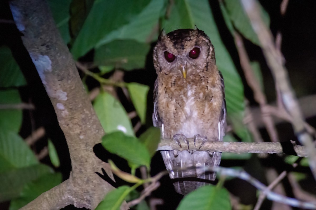 Collared Scops-Owl - Ngoc Sam Thuong Dang