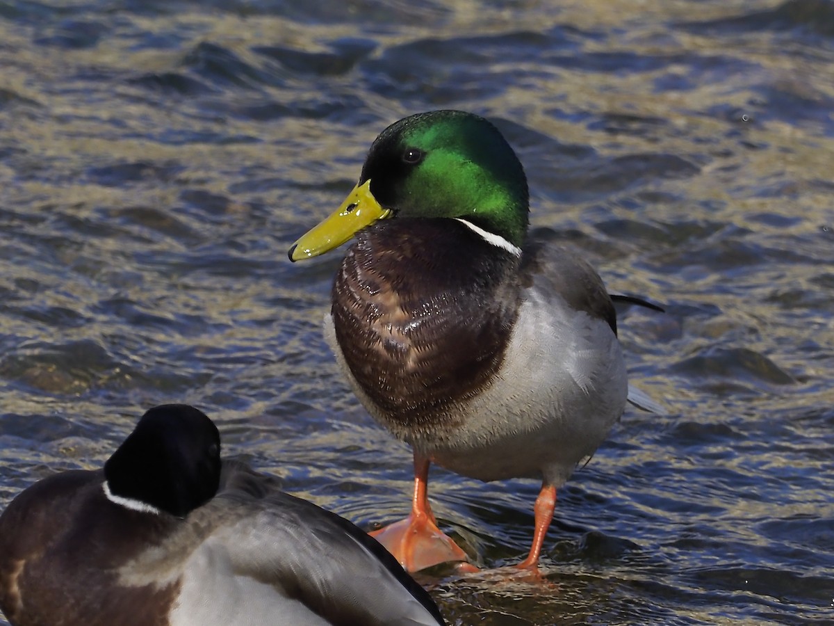 Mallard - ML317392821