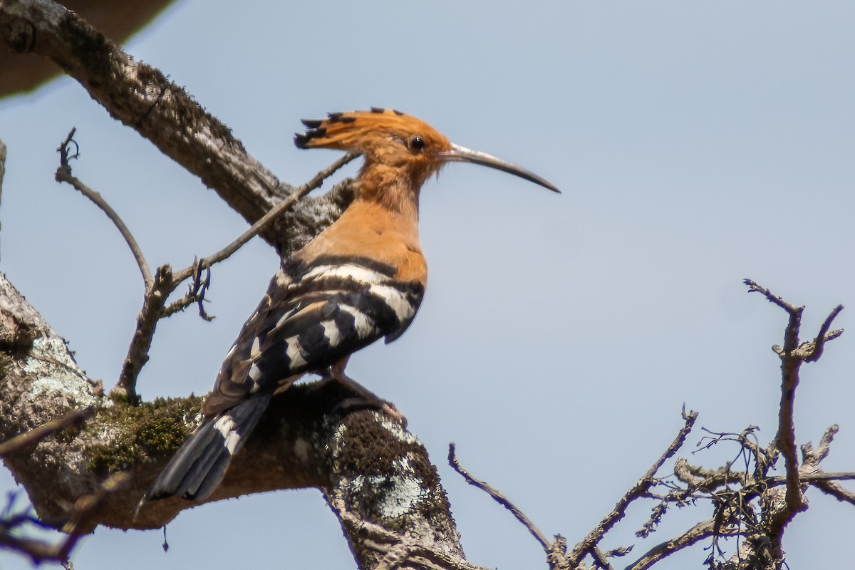 Eurasian Hoopoe - ML317392831