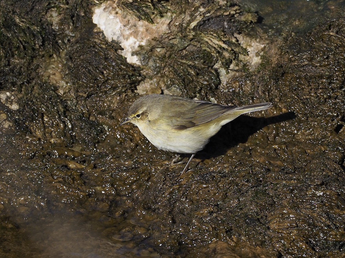 Common Chiffchaff - ML317392961